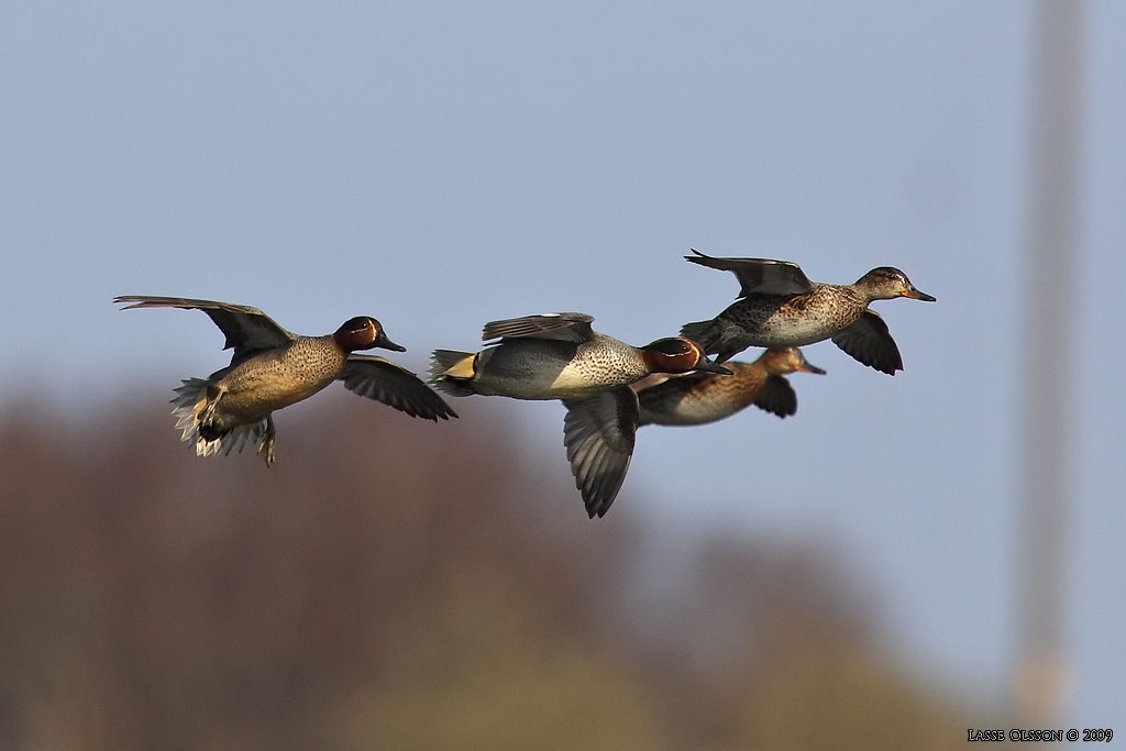 KRICKA / EURASIAN TEAL (Anas crecca) - Stng / Close