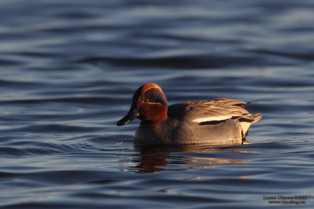 KRICKA / EURASIAN TEAL (Anas crecca) - Stng / Close