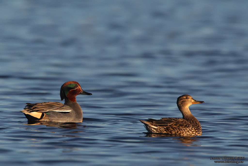 KRICKA / EURASIAN TEAL (Anas crecca) - Stng / Close