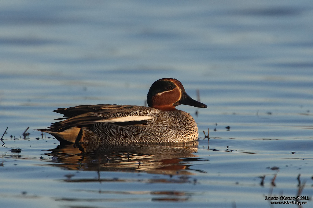 KRICKA / EURASIAN TEAL (Anas crecca) - Stng / Close