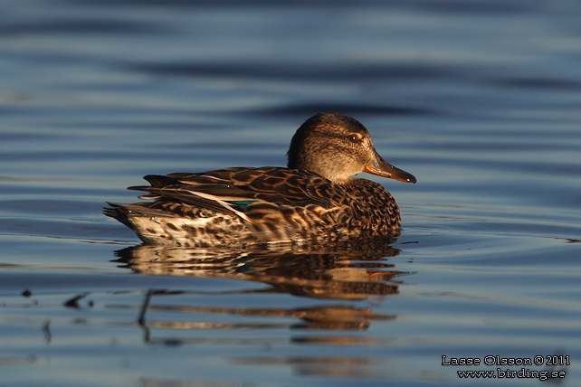 KRICKA / EURASIAN TEAL (Anas crecca) - stor bild / full size