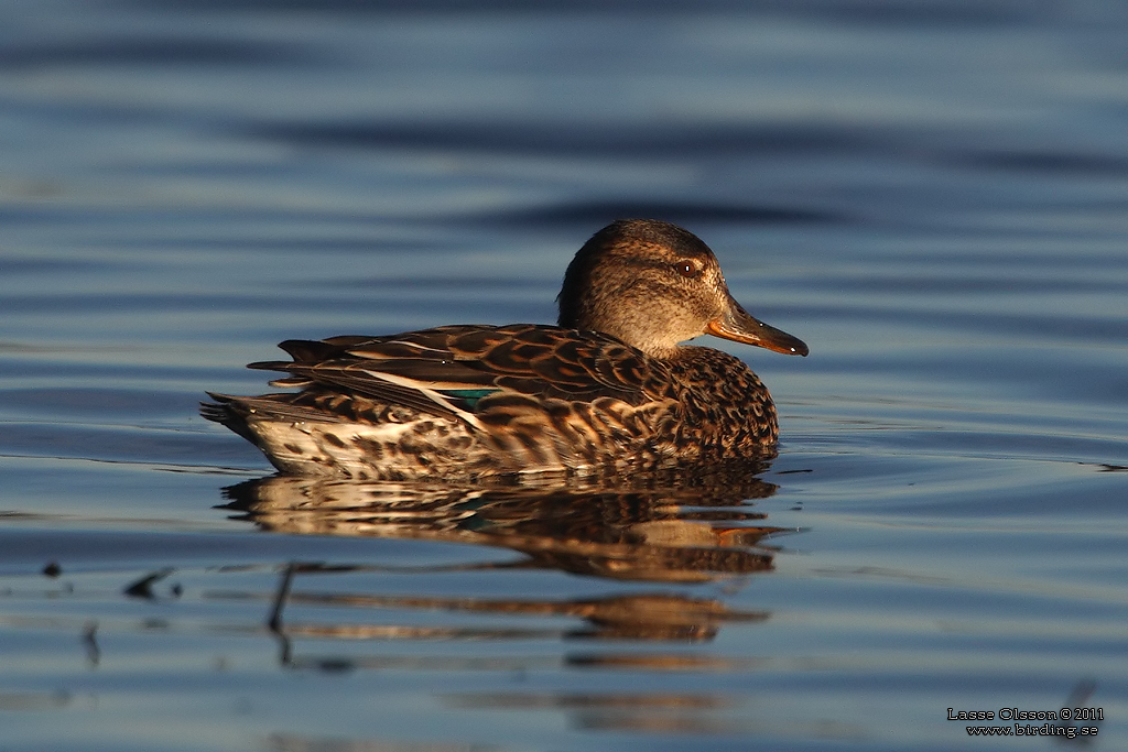 KRICKA / EURASIAN TEAL (Anas crecca) - Stng / Close