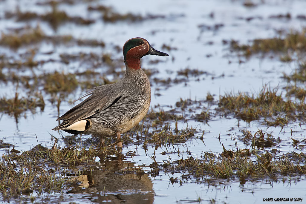 KRICKA / EURASIAN TEAL (Anas crecca) - Stng / Close