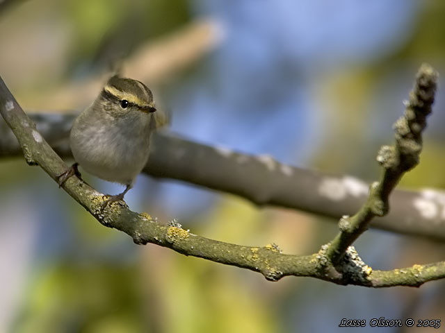 KUNGSFGELSNGARE / PALLAS' WARBLER (Phylloscopus proregulus)