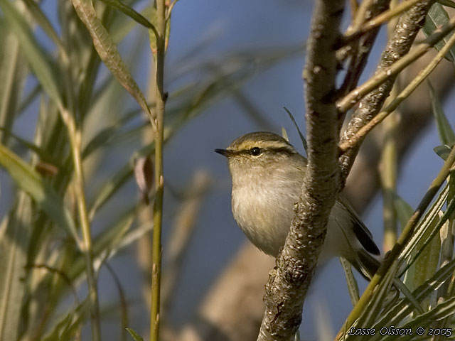 KUNGSFGELSNGARE / PALLAS' WARBLER (Phylloscopus proregulus)