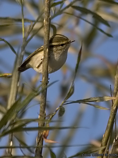 KUNGSFGELSNGARE / PALLAS' WARBLER (Phylloscopus proregulus)