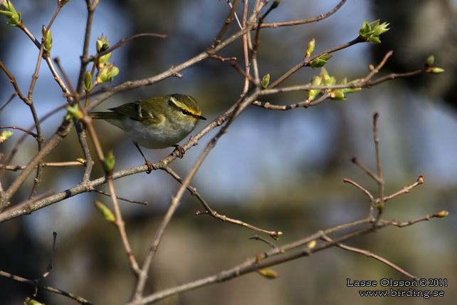 KUNGSFÅGELSÅNGARE / PALLAS' WARBLER (Phylloscopus proregulus) - stor bild / full size