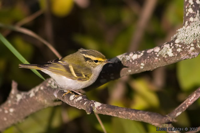 KUNGSFGELSNGARE / PALLAS' WARBLER (Phylloscopus proregulus) - stor bild / full size