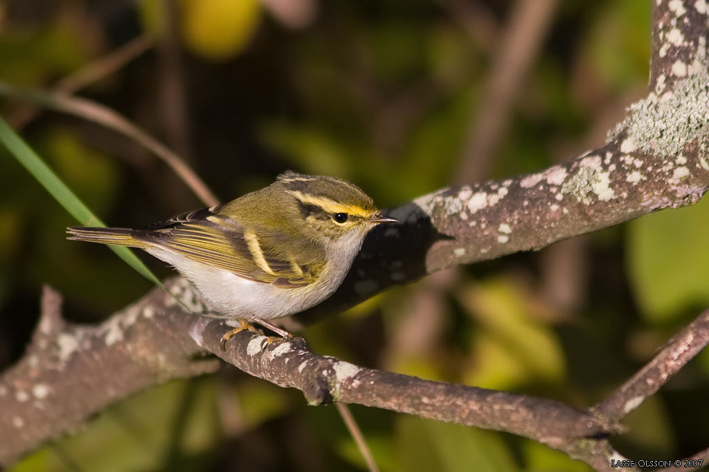 KUNGSFGELSNGARE / PALLAS' WARBLER (Phylloscopus proregulus) - Stng / Close