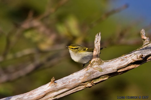 KUNGSFGELSNGARE / PALLAS' WARBLER (Phylloscopus proregulus) - stor bild / full size