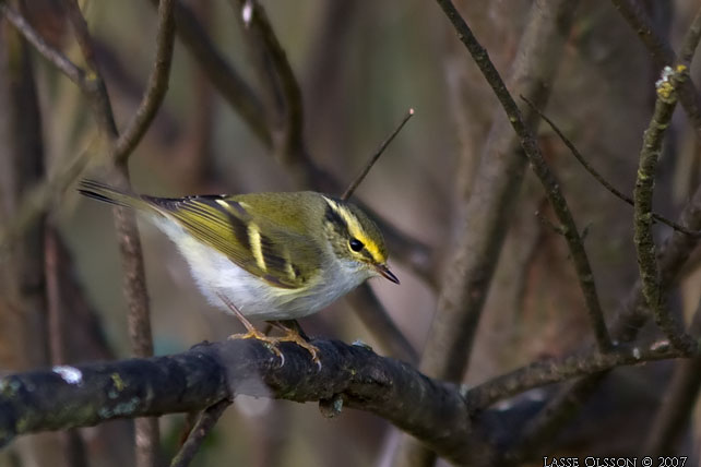 KUNGSFGELSNGARE / PALLAS' WARBLER (Phylloscopus proregulus) - stor bild / full size