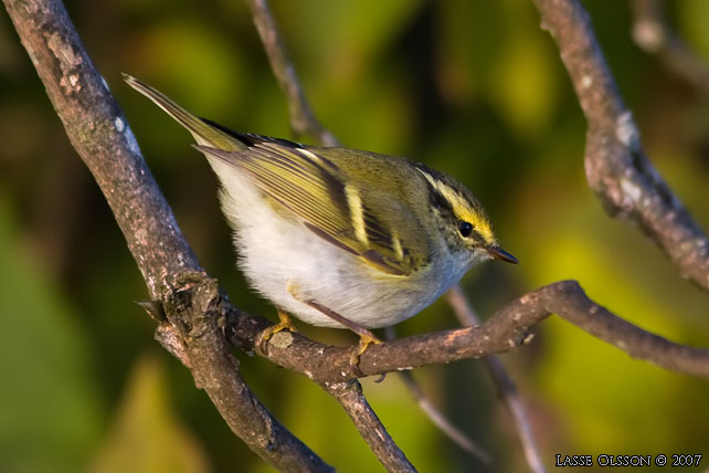 KUNGSFGELSNGARE / PALLAS' WARBLER (Phylloscopus proregulus) - stor bild / full size