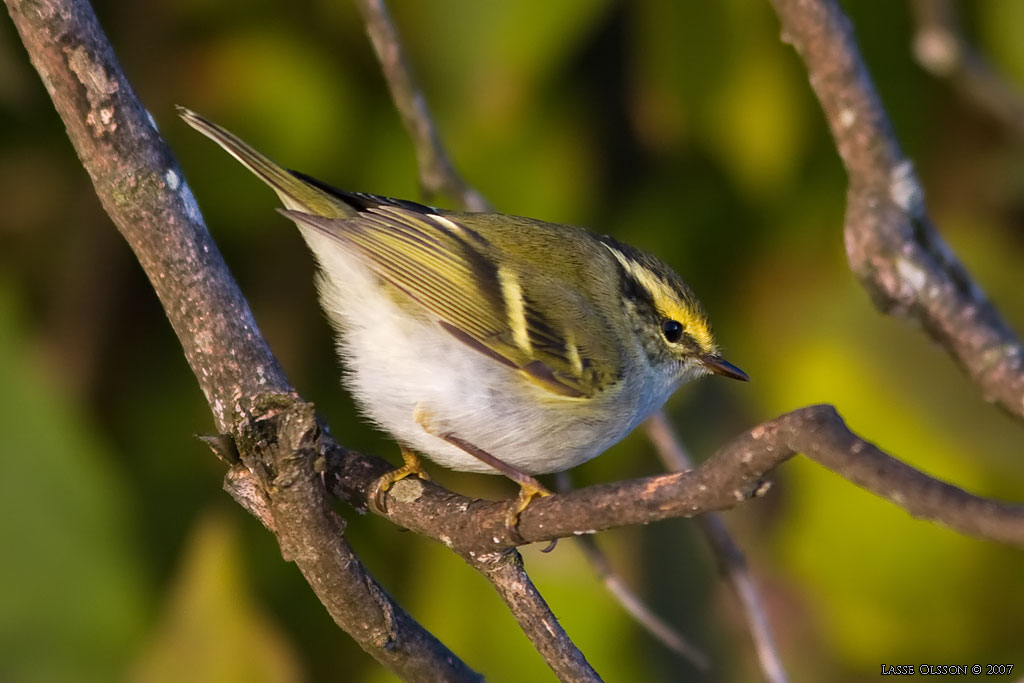 KUNGSFGELSNGARE / PALLAS' WARBLER (Phylloscopus proregulus) - Stng / Close