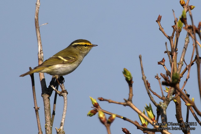 KUNGSFÅGELSÅNGARE / PALLAS' WARBLER (Phylloscopus proregulus) - stor bild / full size