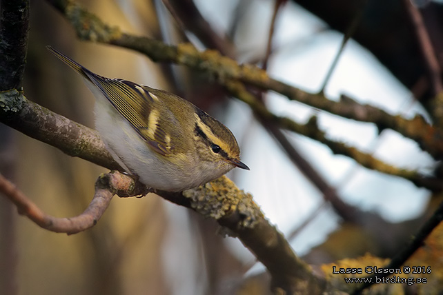 KUNGSFÅGELSÅNGARE / PALLAS' WARBLER (Phylloscopus proregulus) - stor bild / full size