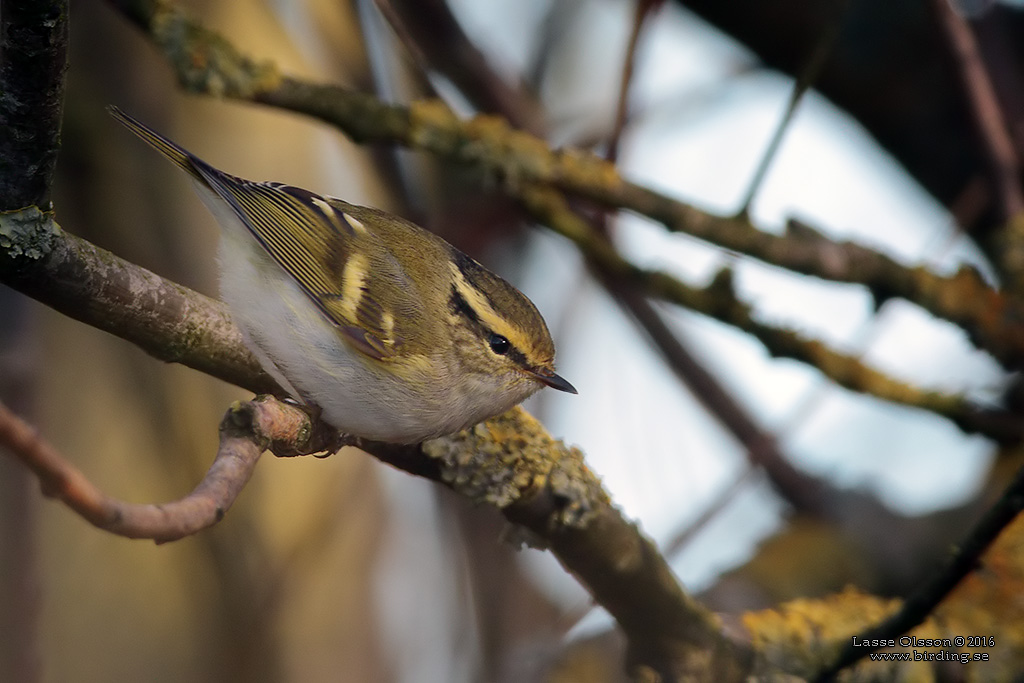 KUNGSFGELSNGARE / PALLAS' WARBLER (Phylloscopus proregulus) - Stng / Close