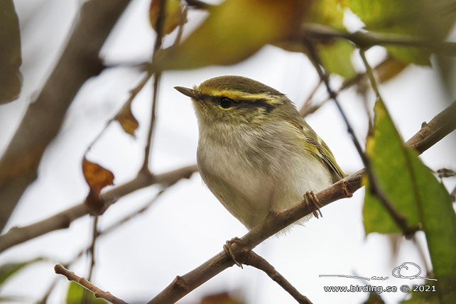 KUNGSFÅGELSÅNGARE / PALLAS' WARBLER (Phylloscopus proregulus) - stor bild / full size