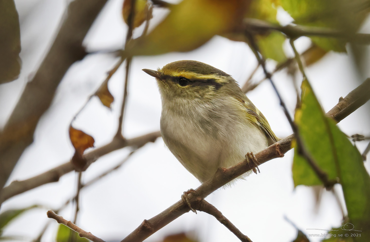 KUNGSFGELSNGARE / PALLAS' WARBLER (Phylloscopus proregulus) - Stng / Close