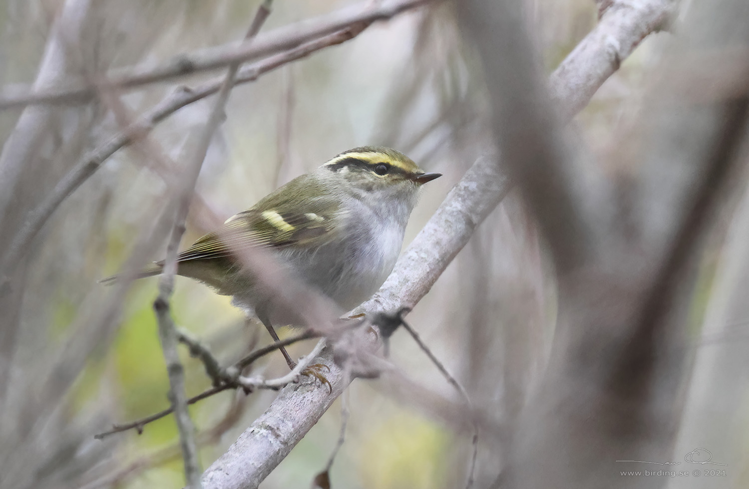 KUNGSFGELSNGARE / PALLAS' WARBLER (Phylloscopus proregulus) - Stng / Close