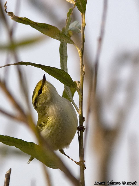 KUNGSFGELSNGARE / PALLAS' WARBLER (Phylloscopus proregulus)