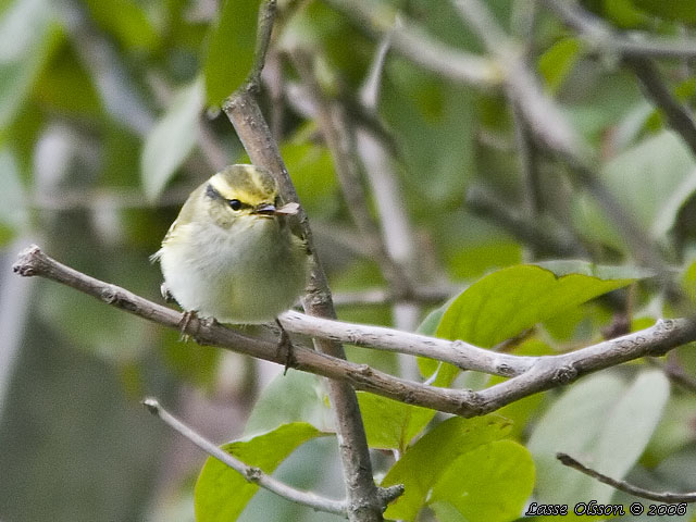 KUNGSFGELSNGARE / PALLAS' WARBLER (Phylloscopus proregulus)