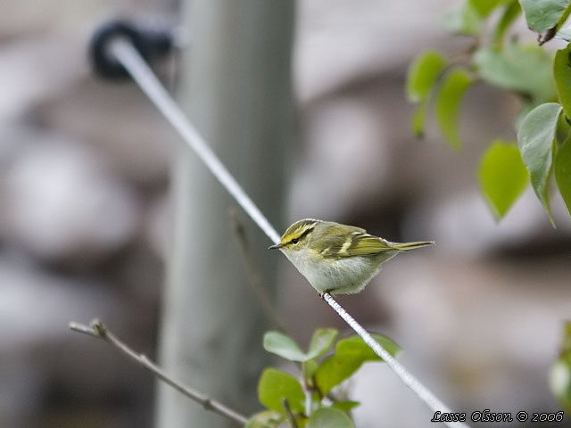 KUNGSFGELSNGARE / PALLAS' WARBLER (Phylloscopus proregulus)