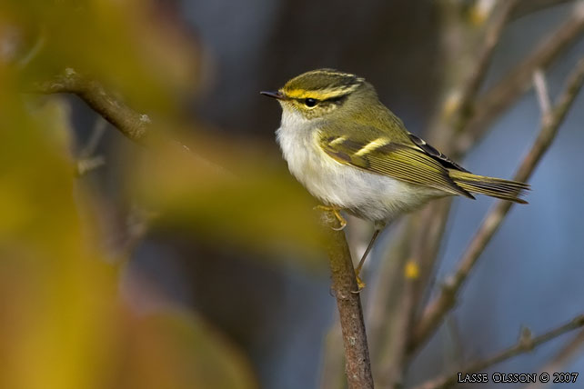 KUNGSFGELSNGARE / PALLAS' WARBLER (Phylloscopus proregulus) - stor bild / full size