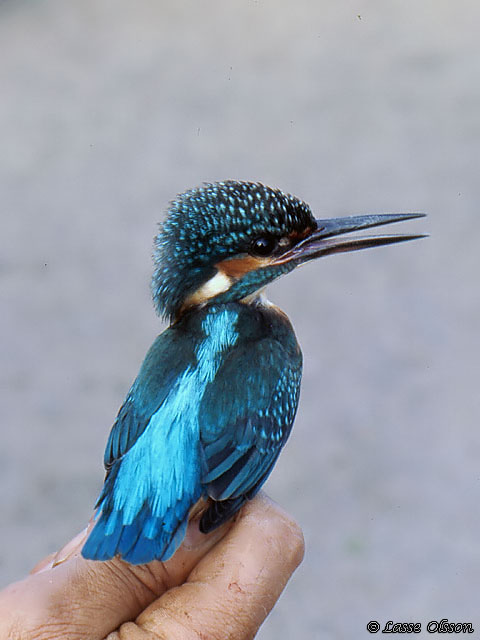 KUNGSFISKARE / COMMON KINGFISHER (Alcedo atthis)