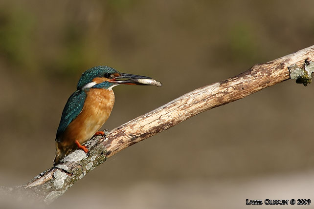 KUNGSFISKARE / COMMON KINGFISHER (Alcedo atthis) - stor bild / full size