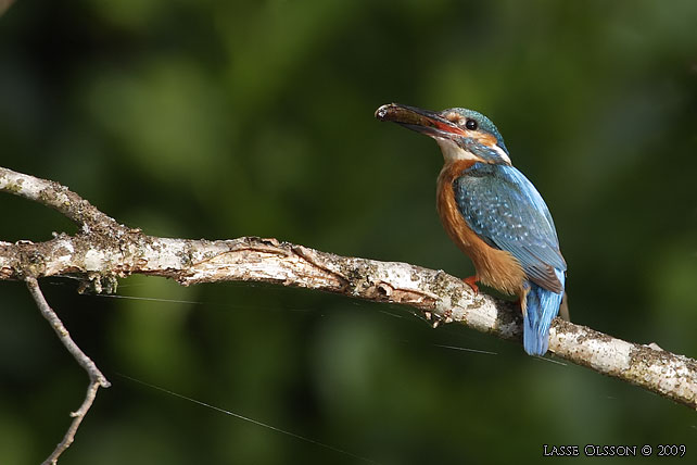 KUNGSFISKARE / COMMON KINGFISHER (Alcedo atthis) - stor bild / full size