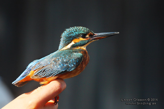 KUNGSFISKARE / COMMON KINGFISHER (Alcedo atthis) - stor bild / full size