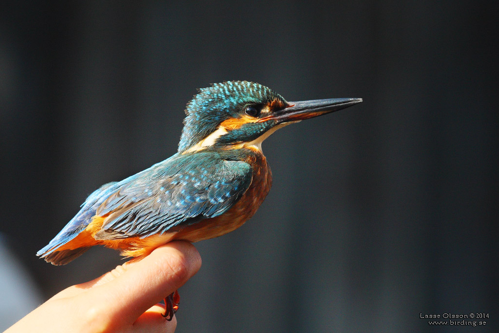 KUNGSFISKARE / COMMON KINGFISHER (Alcedo atthis) - Stng / Close