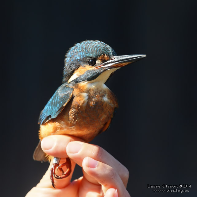 KUNGSFISKARE / COMMON KINGFISHER (Alcedo atthis) - stor bild / full size