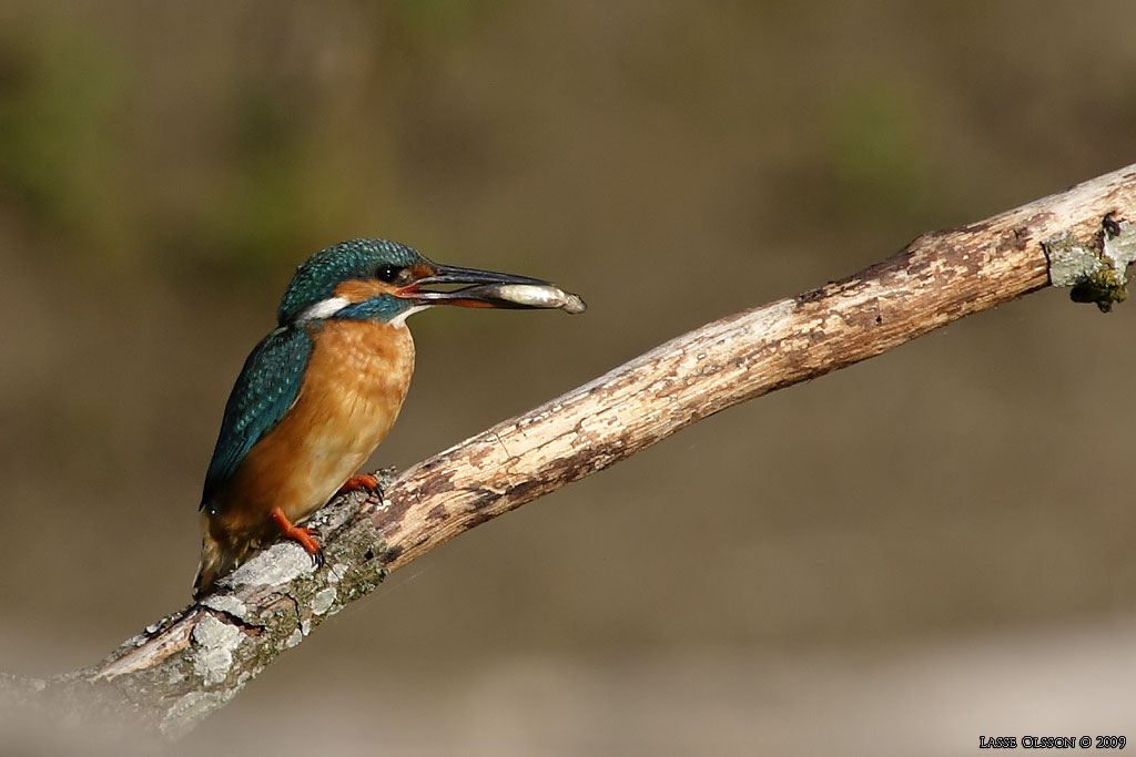 KUNGSFISKARE / COMMON KINGFISHER (Alcedo atthis) - Stng / Close