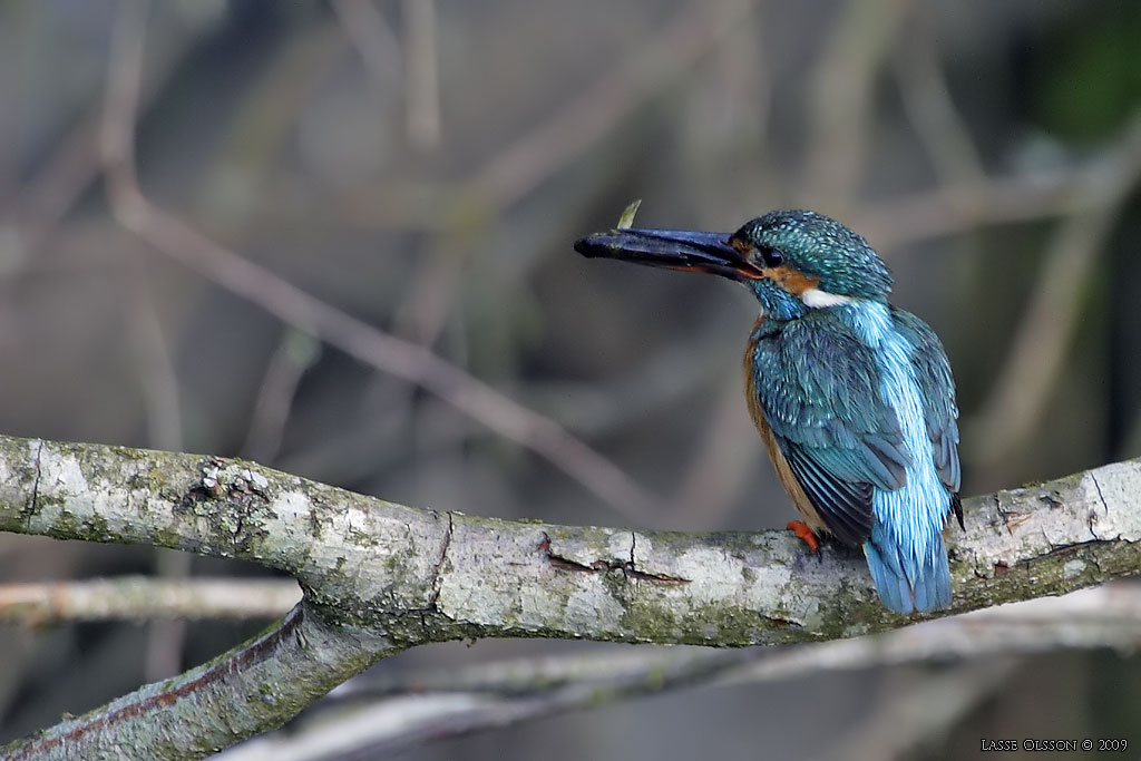 KUNGSFISKARE / COMMON KINGFISHER (Alcedo atthis) - Stng / Close