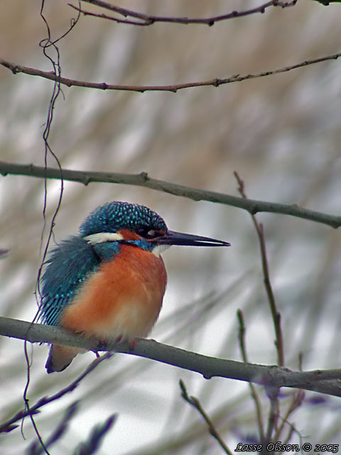 KUNGSFISKARE / COMMON KINGFISHER (Alcedo atthis)