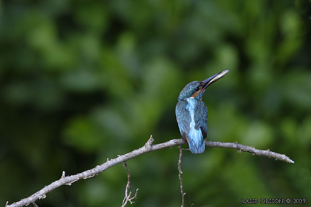 KUNGSFISKARE / COMMON KINGFISHER (Alcedo atthis) - stor bild / full size