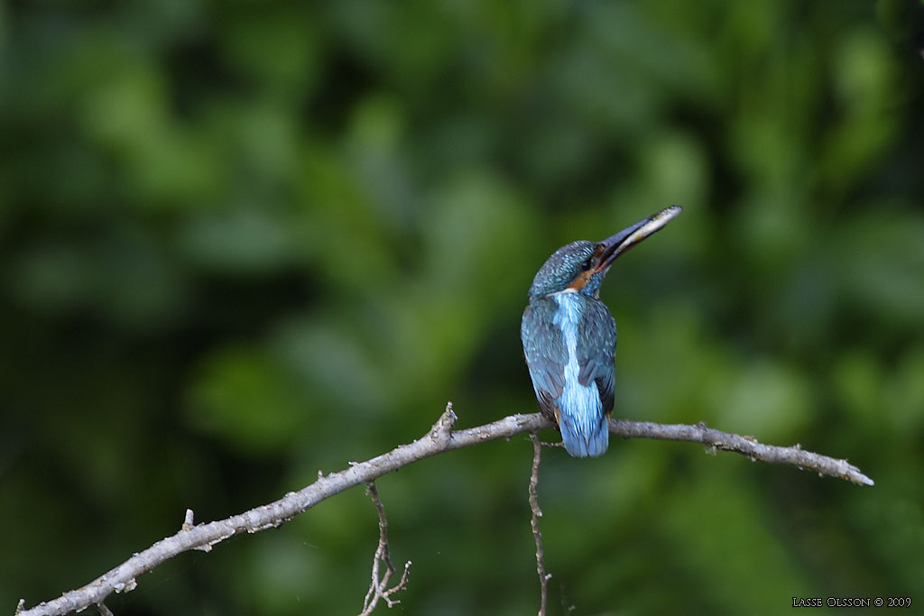 KUNGSFISKARE / COMMON KINGFISHER (Alcedo atthis) - Stng / Close