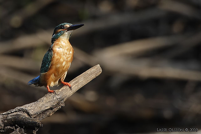 KUNGSFISKARE / COMMON KINGFISHER (Alcedo atthis) - stor bild / full size