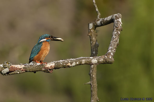 KUNGSFISKARE / COMMON KINGFISHER (Alcedo atthis) - stor bild / full size