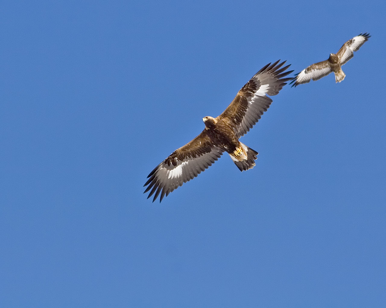 KUNGSÖRN / GOLDEN EAGLE (Aquila chrysaetos) - Stäng / Close