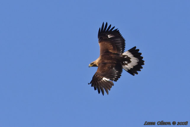 KUNGSRN / GOLDEN EAGLE (Aquila chrysaetos) - 3k