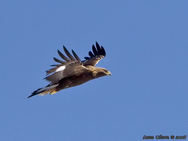 KUNGSRN / GOLDEN EAGLE (Aquila chrysaetos)