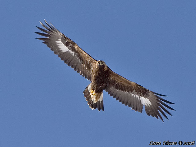 KUNGSRN / GOLDEN EAGLE (Aquila chrysaetos)