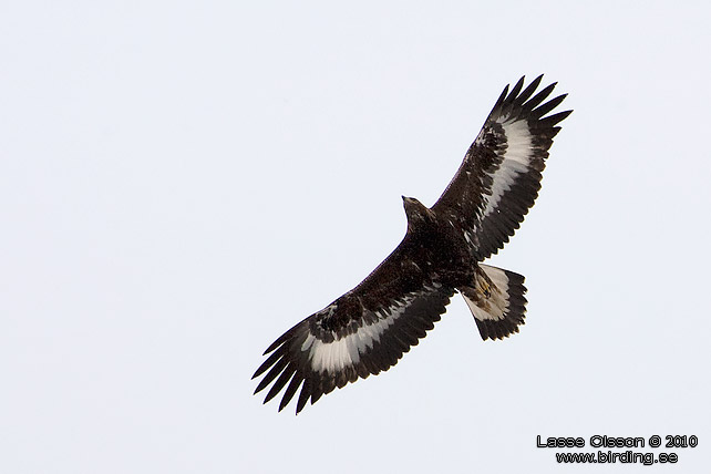 KUNGSRN / GOLDEN EAGLE (Aquila chrysaetos) - stor bild / full size