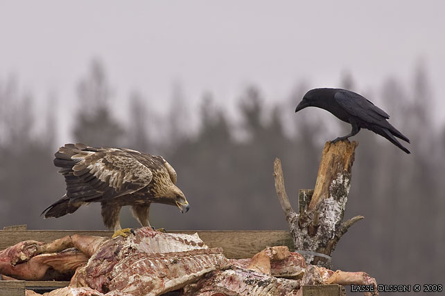 KUNGSRN / GOLDEN EAGLE (Aquila chrysaetos) - stor bild / full size