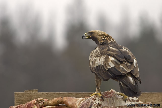 KUNGSRN / GOLDEN EAGLE (Aquila chrysaetos) - stor bild / full size