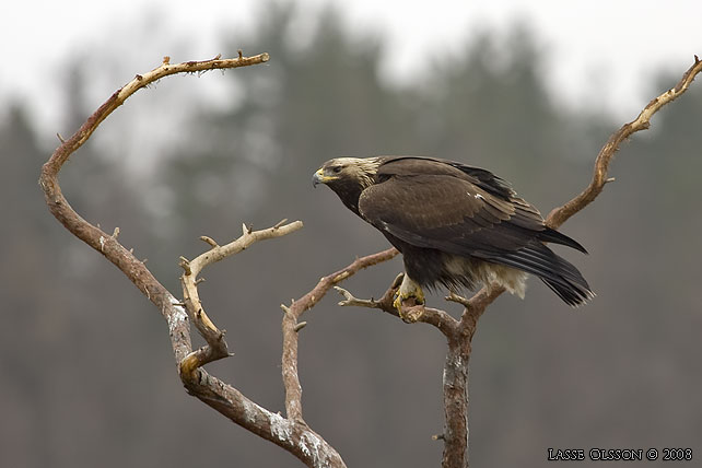 KUNGSRN / GOLDEN EAGLE (Aquila chrysaetos) - stor bild / full size