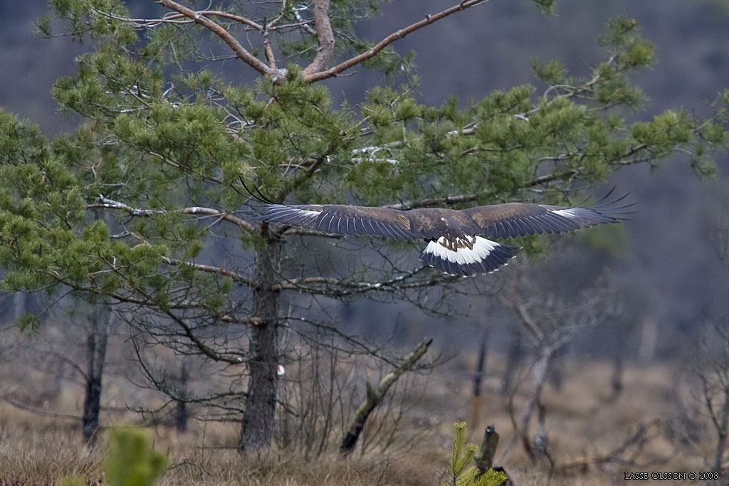 KUNGSRN / GOLDEN EAGLE (Aquila chrysaetos) o HAVSRN / WHITE-TAILED EAGLE (Haliaetus albicilla) in fight - Stng / Close