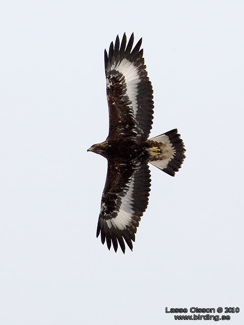 KUNGSRN / GOLDEN EAGLE (Aquila chrysaetos) - stor bild / full size